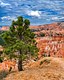 10165-Tall Fir with Hoodoos in background in Bryce Canyon