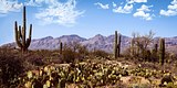 10172-Arizona Desert with Saguaro Cactus and Mountains