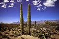10169-Group of Saguaro Cactus in Arizona Desert