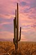10174-Saguaro Cactus during sunset in Arizona desert 