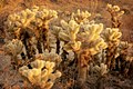 10170-Teddy Bear Cactuses during sunset at Sonoran Desert, Arizona