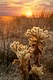 10175-Teddy Bear Cactuses during sunset at Sonoran Desert, Arizona