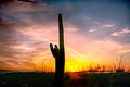 10171-Saguaro Cactus during sunset in Arizona