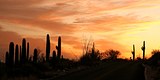 10173-Sunset at Saguaro National Park 
