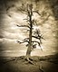 10167-Black and white art of old tree in Bryce Canyon, Utah