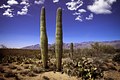 10169 - Saguaro National Park