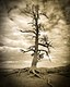 10167-Old Tree, Bryce Canyon, Utah