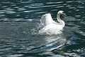 10177-Swan on Lake at Hallstatt