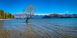 10230-The Tree in Wanaka New Zealand
