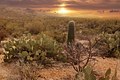 10205-Sunset at Saguaro National Park