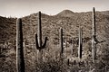 10206-Black and white saguaros photography 