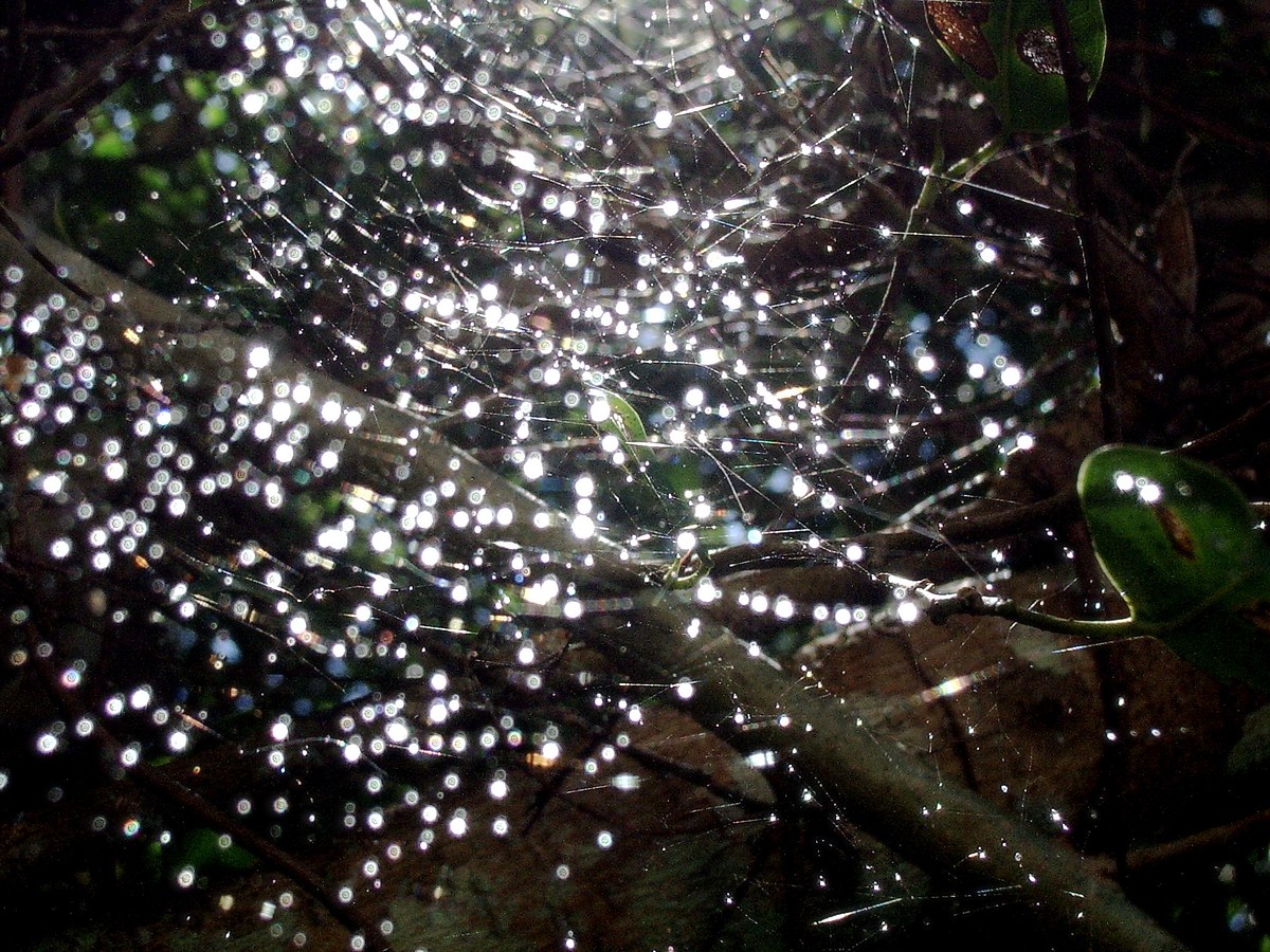 Catching The Light
