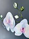 Orchid