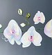 Orchid