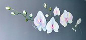 Orchid