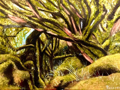 Paparoa Track on the west coast of the South Island NZ