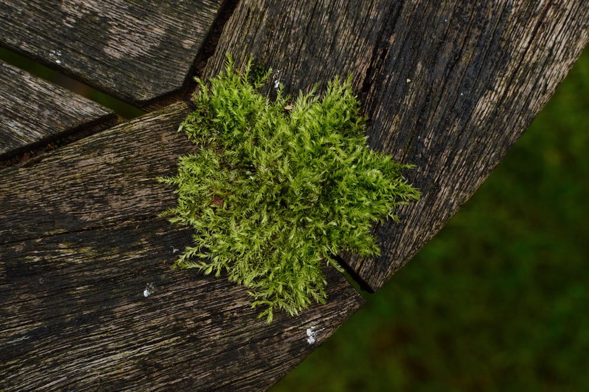 Table Moss