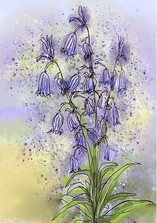 Bluebells Ringing in the Spring...