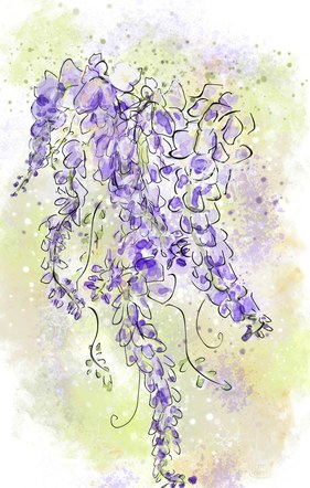 Purple Wisteria Illustration