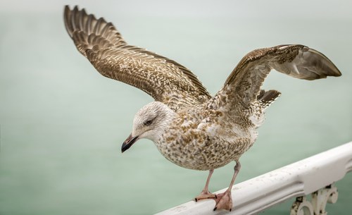 Brighton Bird