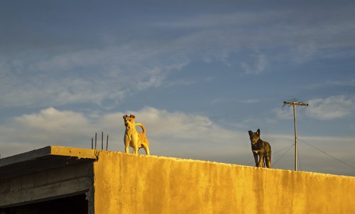 Dogs On A Roof