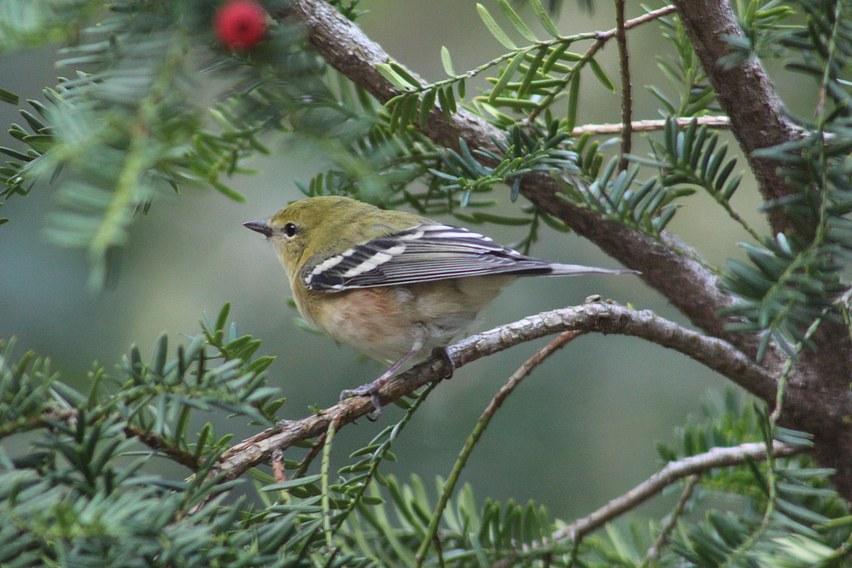 Bay-Breasted Warbler (Fall)