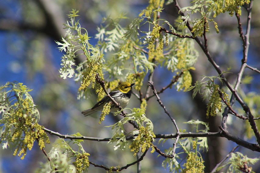 Black-Throated Green Warbler (Spring)