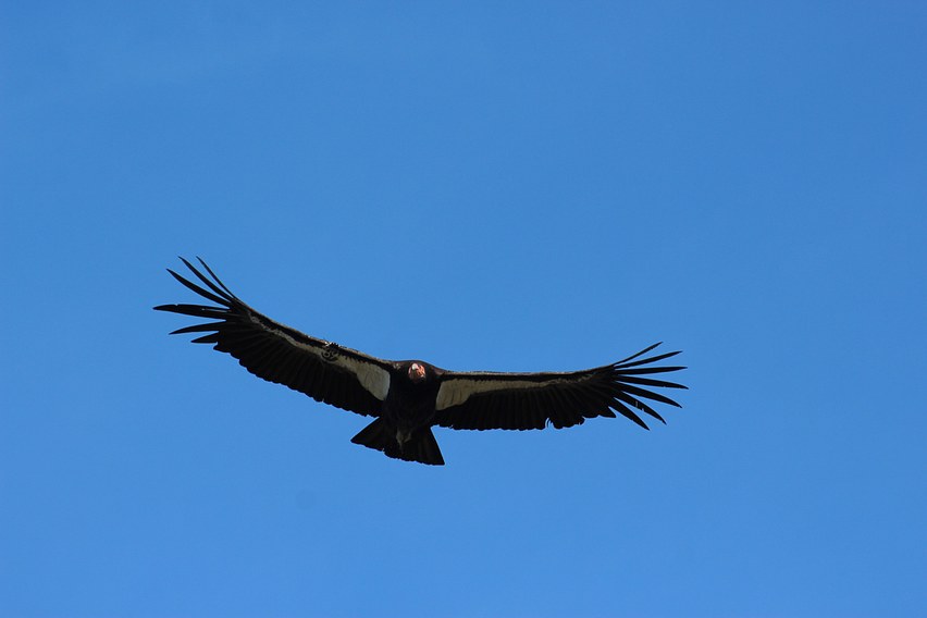 California Condor