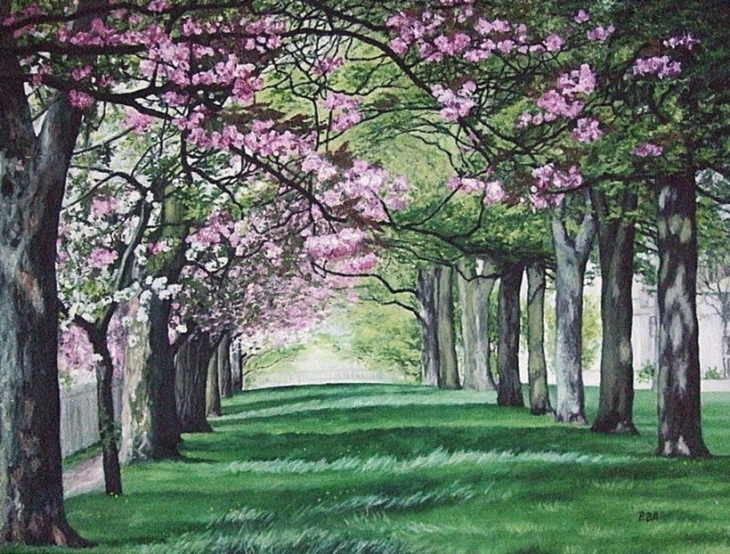Cherry Blossom in Victoria Park, Edinburgh, Scotland