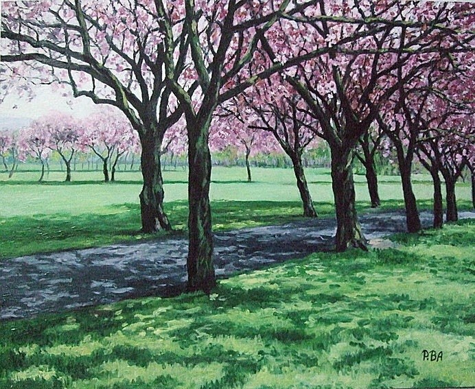 Cherry blossom. The Meadows, Edinburgh