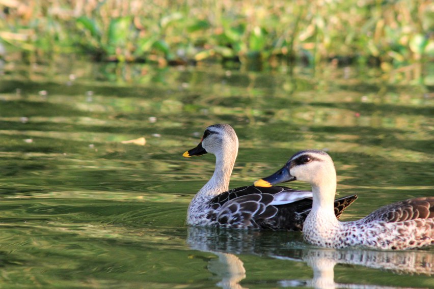 Ducks : Waterfowl