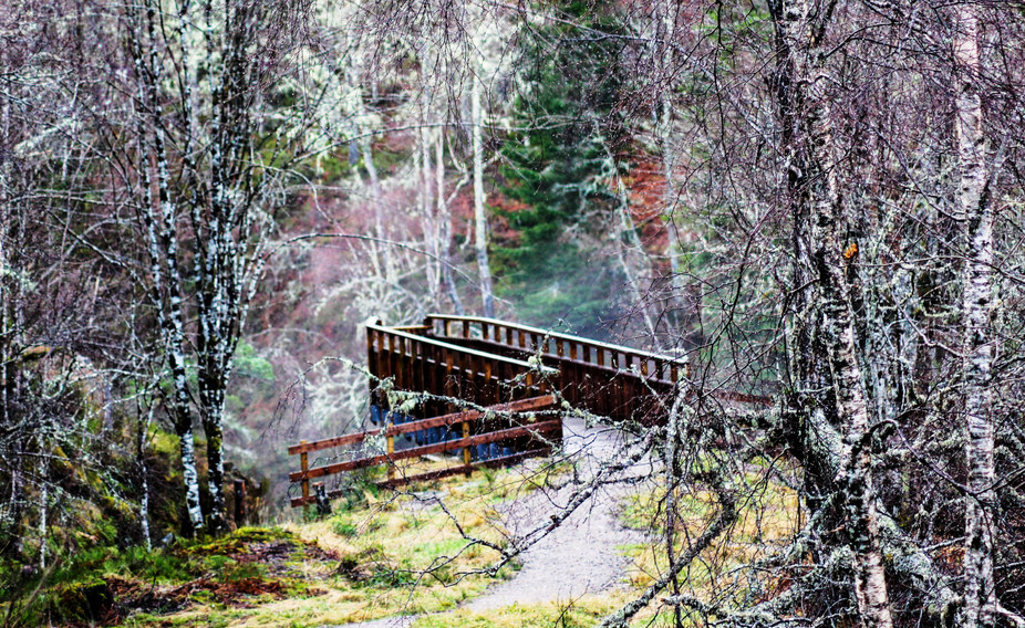 Bridge amidst the forest