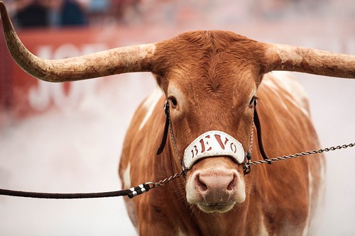 Bevo XV at DKR before the start of a football game in Austin, Texas, 2019