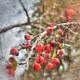 Crabapples through Looking Glass