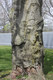 Narly Beech Tree Veteran's Park Binghamton, NY