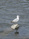Just Visiting (Sea Gull on rock in Chenango River Binghamton NY