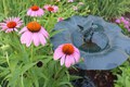 A Picture of Health (Echinacea)