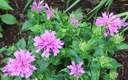 A Puff of Pink (Bee Balm)