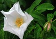 White rose with rose bud