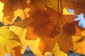 Fall Leaf Screen with Sunshine