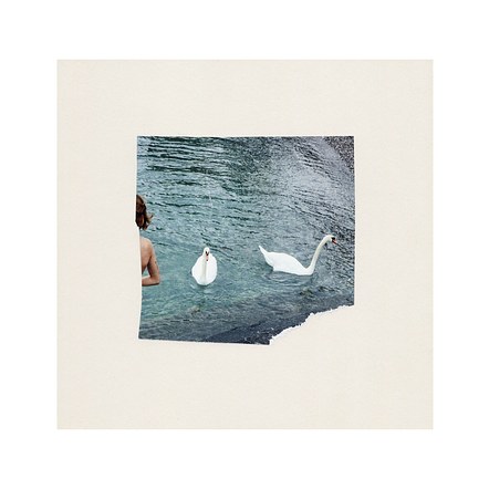 Swans. 2019