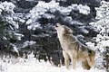 20170615002803-4595754-gray-wolf-howling-in-winter-storm-mt