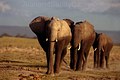 20170507230614-4424321-three-elephants-walking-in-amboseli-kenya