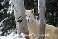 20170507032008-4420569-white-wolf-by-tree-in-winter-montana
