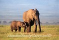 20170505031030-4416290-elephant-mother-and-young-with-little-trunk-in-air-amboseli-nat-park-kenya