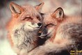 Red Fox pair resting, MT 