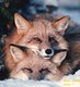 Red Fox Pair taking a break----.jpg