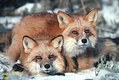 Sweet Fox Pair in MT