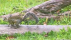 Squirell video 1-2