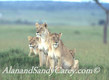 African Lions Kenya